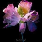 "februar", "pleione", "tom blachford & kate ballis". Eine detailreiche Blüte vor schwarzem Hintergrund, kalendarische Daten unten.