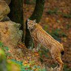 Zitat: „Wer die Schönheit der Erde betrachtet, findet Kraftreserven, die so lange anhalten, wie das Leben währt.“ Ein Luchs steht auf einem Felsen im Wald, umgeben von Bäumen und Herbstlaub. Unten ist ein Kalender für den Monat Februar, beginnend mit Sonntag.