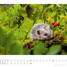 „02 2027“: Kalenderblatt Februar, Bild eines Braunbrustigels auf moosigem Ast mit grünen Blättern und roten Beeren.