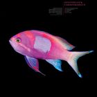 "Seitenfleck-Fahnenbarsch", Kalenderblatt Februar mit leuchtendem pink-blauem Fisch auf schwarzem Hintergrund.