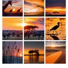 Unten steht die Zahl "02". Neun Sonnenuntergangs-Szenen mit Giraffen, Bäumen, einem Vogel und einer Düne.