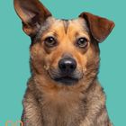 02. Monatskalender Februar. Foto eines aufmerksam dreinschauenden Hundes mit einem spitz aufgerichteten Ohr vor blauem Hintergrund.