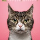 02 Februar Kalender, große Nahaufnahme einer Katze mit grünen Augen vor rosa Hintergrund.