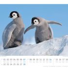 Februar-Kalenderseite, zwei junge Kaiserpinguine auf einer schneebedeckten Erhebung, darunter Kalendarium mit Feiertagen.