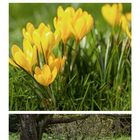 Kalender für Februar. Drei Ansichten eines Gartens mit gelben Narzissen, Baum und zwei weißen Stühlen.