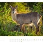 Kalenderseite, "02" groß, "Elegante Wasserbock im Kruger-Nationalpark", Hirsch vor grüner, sonniger Natur.