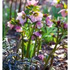 Text: 01 JANUAR, MO 04, DI 05, MI 06, DO 07, FR 08, SA 09, SO 10, 06: Heilige Drei Könige. Darstellung: Rosa Blüten im Garten.