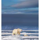 Text ganz unten: "01 JANUAR MO 04 DI 05 MI 06 DO 07 FR 08 SA 09 SO 10". Darunter: Zwei Eisbären auf einer Eisscholle im Meer.