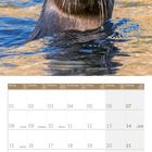 Kalenderseite Februar 2027. Ein Otter schaut aus dem Wasser, Februar-Daten darunter.