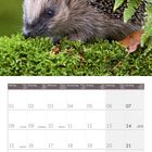 Ein Kalenderblatt für Februar 2027, darüber ein Igel auf Moos mit einem Farn im Hintergrund.