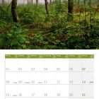 Kalender für Februar 2027. Oberhalb ein nebliger Birkenwald.