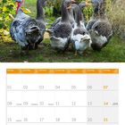 Kalenderblatt für Februar 2027. Oben: Gänse und ein Truthahn auf einem grünen, bewachsenen Weg.