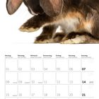 Kalender für Februar 2027. Ein Deutscher Kleinwidder Hase mit braunem Fell. Wochentage und Daten sind abgebildet.