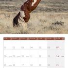 Kalenderblatt für Februar 2027, mit einem Foto eines aufsteigenden, braun-weißen Mustangs in einer Graslandschaft.