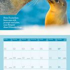 Text: "Beim Knutschen kann man sich ja sonst was holen, zum Beispiel diese Schmetterlinge." Zwei Seelöwen berühren sich mit den Schnauzen, darunter ein Kalender für Februar 2027.