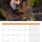 Kalender für Februar 2027. Ein Fuchs sitzt in einem moosigen hohlen Baumstamm.