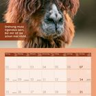 „Ordnung muss irgendwo sein. Bei mir ist sie schon mal nicht.“ Kalenderseite mit Alpaka im Februar 2027.