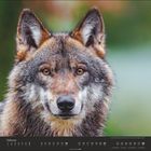 Text: Februar 2021 mit Kalenderdaten, Zitat. Nahaufnahme eines Wolfes mit aufmerksamem Blick vor unscharfem Hintergrund.