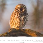 "Steinkauz (Athene noctua) Foto: Erhard Nerger/imageBROKER.com", darunter ein Kalender mit Februar-Daten.