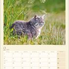 Kalenderblatt für Februar 2027. Bild: Graue Katze sitzt im grünen Gras.