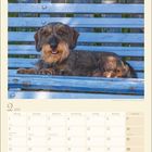 Kalender für Februar 2027, mit einem freundlichen Rauhaardackel auf einer blauen Bank.