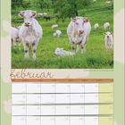 Kalenderseite: "Februar". Wochenbeginn: Montag. Bemerkenswert sind "Rosenmontag" am 8., "Aschermittwoch" am 10. und "Valentinstag" am 14. 
Im oberen Bereich sind weiße Kühe und Kälber auf einer grünen Wiese zu sehen, umgeben von Bäumen.