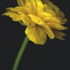 FEBRUAR unten, Kalender mit gelber Blume auf schwarzem Hintergrund.