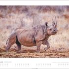 FEBRUAR - Kalenderblatt. Ein Nashorn in braunen Tönen, seitlich gehend auf einer trockenen Graslandschaft.