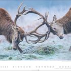 Zwei Hirsche mit ineinander verhakten Geweihen auf einer frostigen Wiese. Unten sind Daten und Wochentage eines Kalenders zu sehen.
