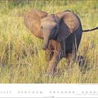 Februar-Kalenderblatt, Elefantenkalb im hohen Gras. Daten von 1 bis 28 sind unten in einer Linie angeordnet.