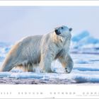 Ein Eisbär steht auf eisiger Fläche, schaut nach links. Unten ist eine Zahlenreihe von 1 bis 28.