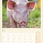 Kalenderseite Februar 2027; zeigt ein Schwein mit großen Ohren vor unscharfem, grünlichem Hintergrund.