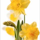 2 7 14 21, Kalender mit gelben Narzissen auf weißem Hintergrund. Im Vordergrund sind die Blüten deutlich sichtbar.