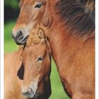 Kalender für Februar 2027. Zwei braune Pferde stehen nah beieinander, mit grünem Hintergrund.