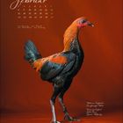 Februar mit Kalender, Moderne Englischer Zwergkämpfer-Hahn auf orangem Hintergrund. Helles Gefieder, stolze Haltung.