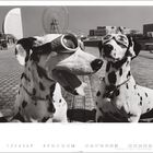 Zwei Dalmatiner tragen Brillen. Im Hintergrund ist ein Riesenrad zu sehen. Darunter der Text: "2" und die Zahlen 1 bis 28.