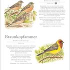 „Ammern“, „Ortolan Emberiza hortulana“, „Braunkopfammer Emberiza bruniceps“. Zeichnungen zweier Vogelarten auf Zweigen.