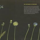 "Die Fallschirme des Löwenzahns" beschreibt die Verbreitung der Samen. Links eine Biene, darunter Löwenzahn in verschiedenen Stadien.