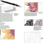 "Drawing process. What to draw: hard-line and clearly defined transitions. I use an HB mechanical pencil as it always has a crisp point. I also use a polymer eraser."

Illustration von Sonnenblumenblättern und Brombeeren, mit detaillierten Zeichnungen und Farbverläufen.