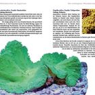 Text: "Die wichtigsten Weichkorallen im Aquarium". Leather coral: grün, Organkorallen: braun-gelb. Links Bild grüne Koralle, rechts gelbe Korallen.