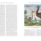 From curiosity to cuddly toy: Depictions of the dodo in words and pictures

Abb. Fig. 13: Dodo und andere Vögel / Dodo and other birds, J. J. Weitaf & J., Ornithographia, c. 1652, Albertina, Wien, Inv.-Nr. 15554

Illustration zeigt exotische Vögel in einer natürlichen Landschaft. Links ein Dodo, daneben ein großer Vogel, ebenso weitere Tiere im Hintergrund.