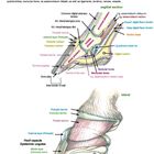 Anatomische Zeichnung eines Pferdehufs mit Beschriftungen: Sehnen, Knochen und Schichten. Oben: "Hoof", Erklärung zum Huf.