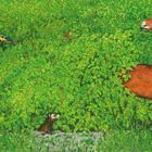 Illustration eines Waldes: Vögel und ein Schmetterling verstecken sich im dichten Laub. Ein Reh verschwindet im Gebüsch.