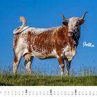 "Stella", Kalender für Februar mit einer Kuh auf einer Wiese vor blauem Himmel.