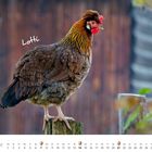 Text "Lotti" und "FEBRUAR", Huhn sitzt auf einem Holzpfosten, Hintergrund unscharf mit Blättern und Holzwand.