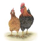 Eine Illustration zeigt zwei Hühner, eines braun, das andere schwarz-braun, nebeneinander stehend.