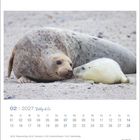 O2 | 2027 Robby & Co. zeigt einen Kalender mit einem Seehund und einem Seehundbaby in Berührung auf Sand.