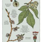 Texte: 
"Erinnerungen funktionieren nicht wie ein Nachschlagewerk."
"Schmerzhaft ist es immer."
Illustration von Pflanzen mit Zweigen, Blättern und Blüten.