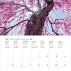 Kalenderseite für Juli in mehreren Sprachen. Darüber ein Baum mit rosa Blüten und Sonnenschein.