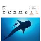Kalender für April und Mai 2027, Woche 17. Bild: Taucher neben Walhai unter Wasser.